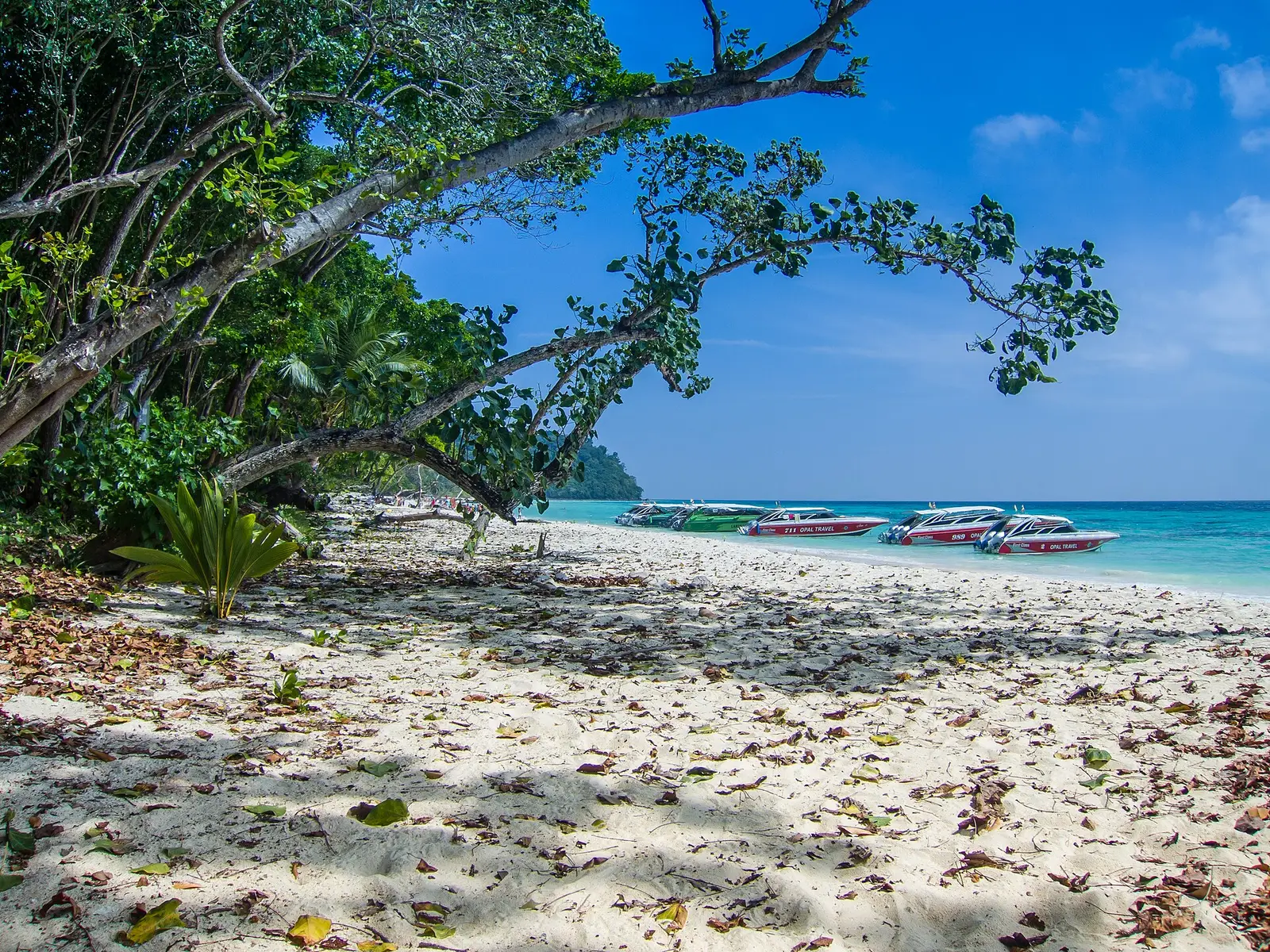 Speedboats moored off a white-sand beach on Koh Rok, under overhanging trees